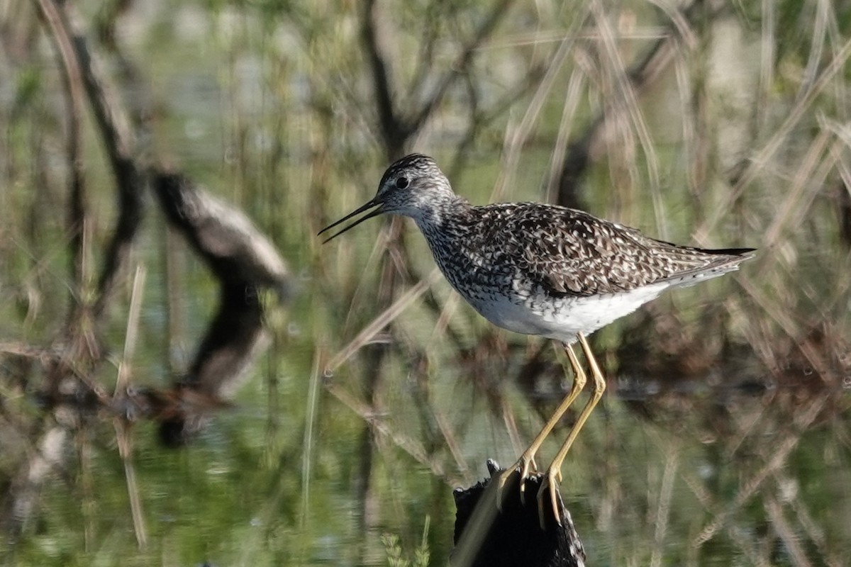 Lesser Yellowlegs - ML637446276
