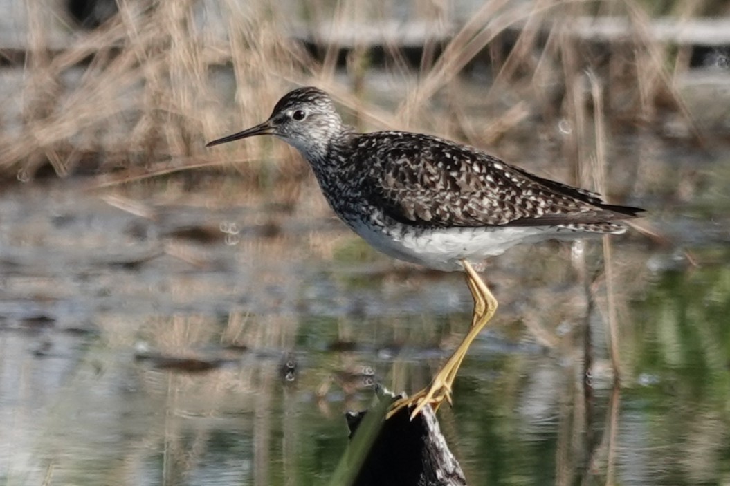 Lesser Yellowlegs - ML637446278