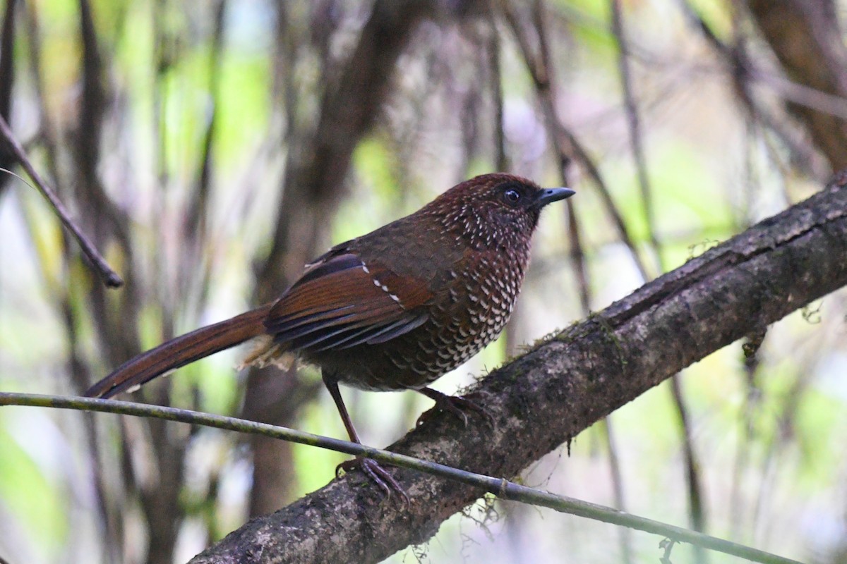 Brown-capped Laughingthrush - ML637446315