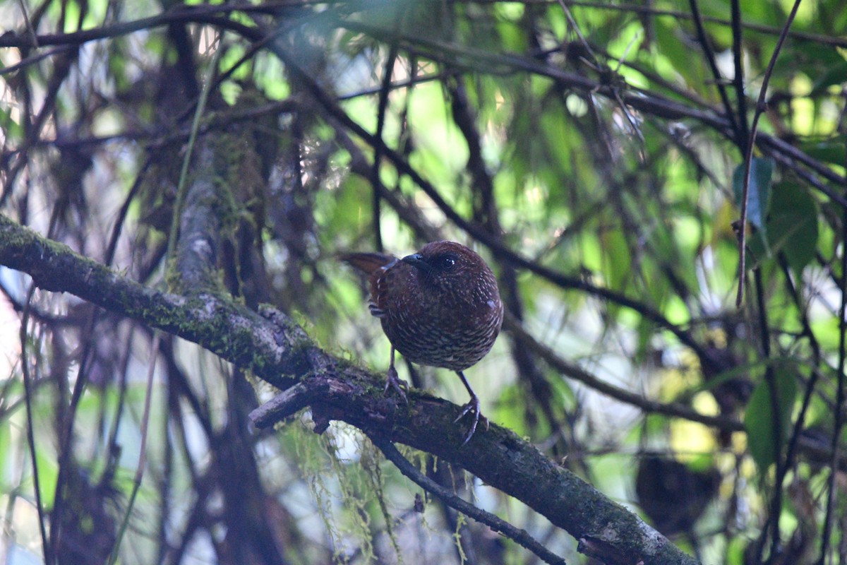 Brown-capped Laughingthrush - ML637446317