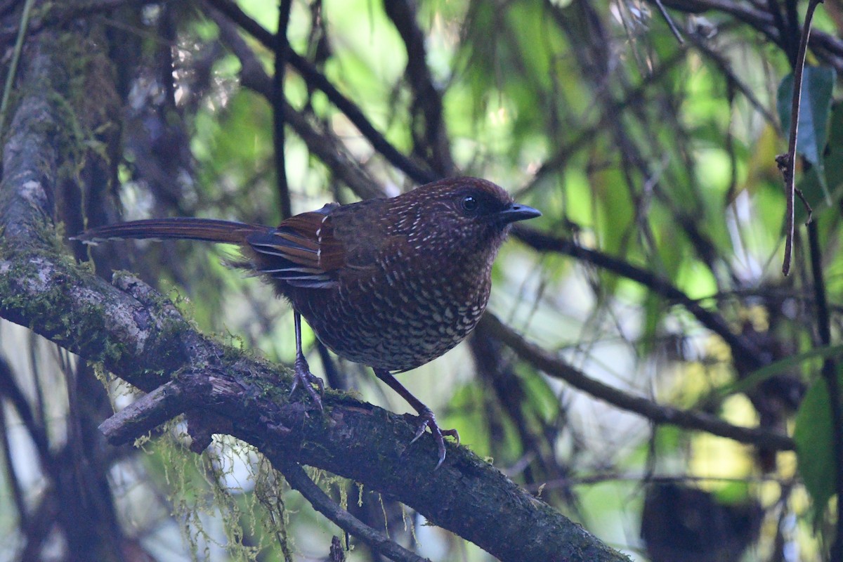 Brown-capped Laughingthrush - ML637446318