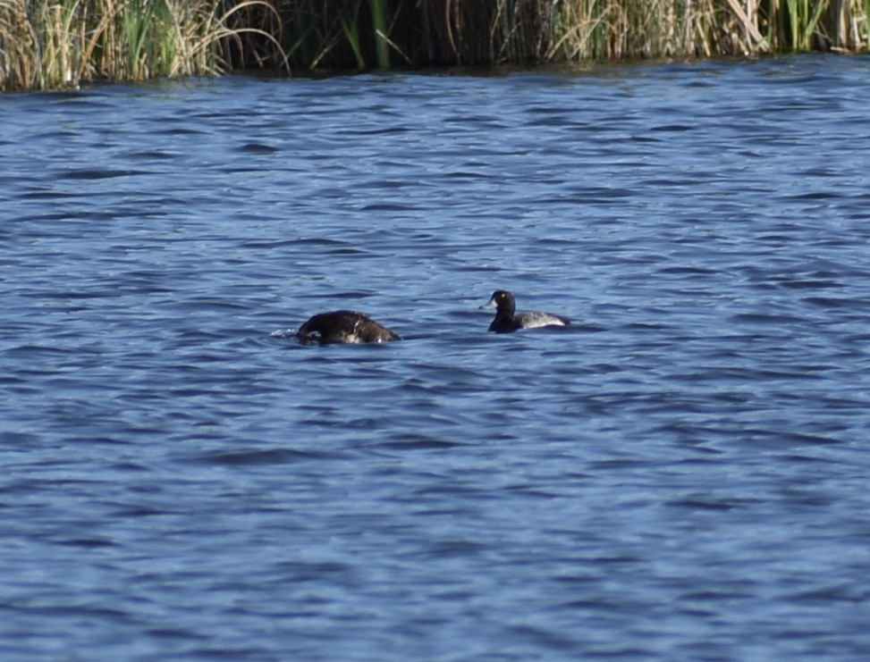 Greater/Lesser Scaup - ML637446354