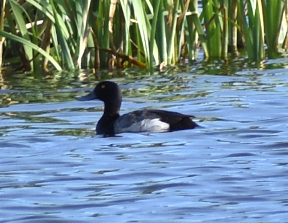 Greater/Lesser Scaup - ML637446356