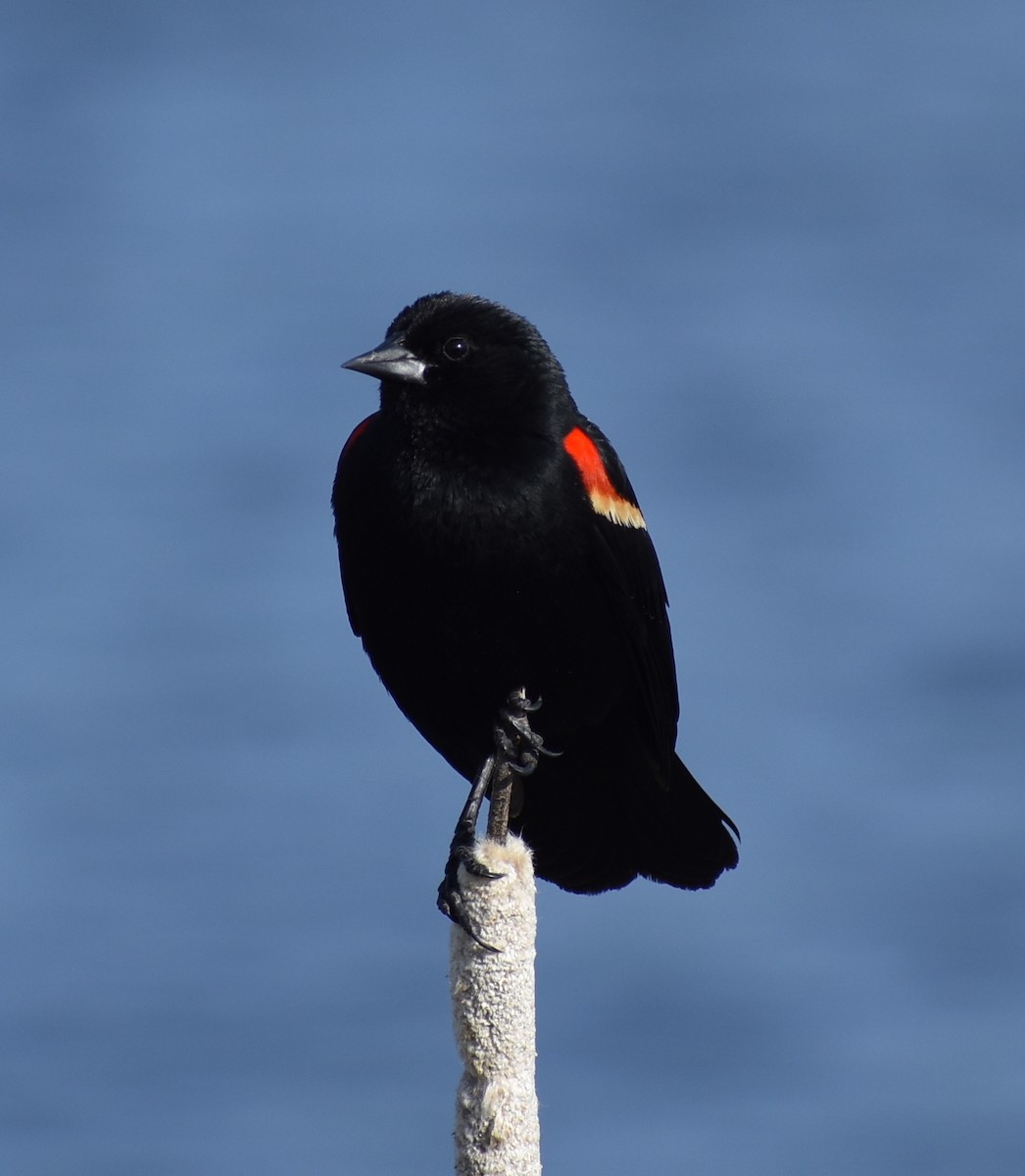 Red-winged Blackbird - ML637446365
