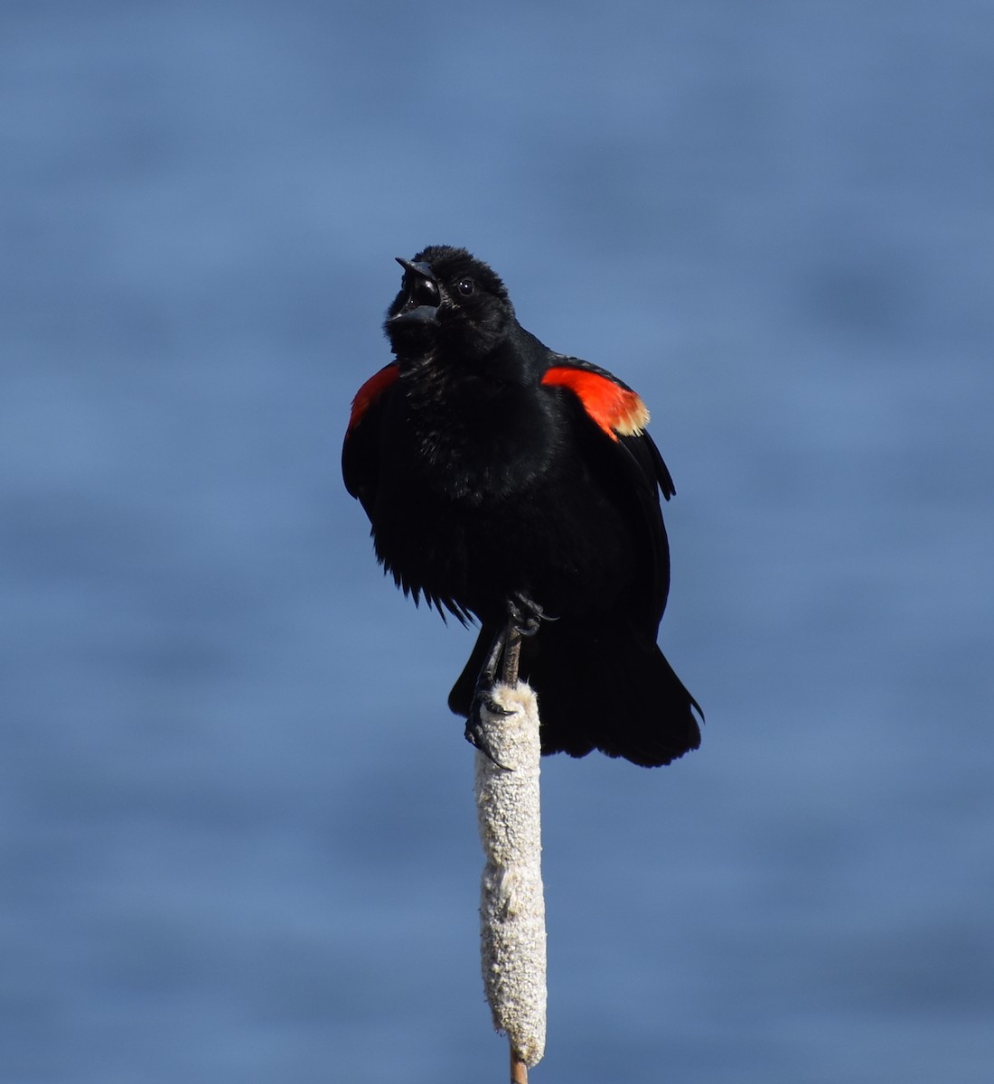 Red-winged Blackbird - ML637446367