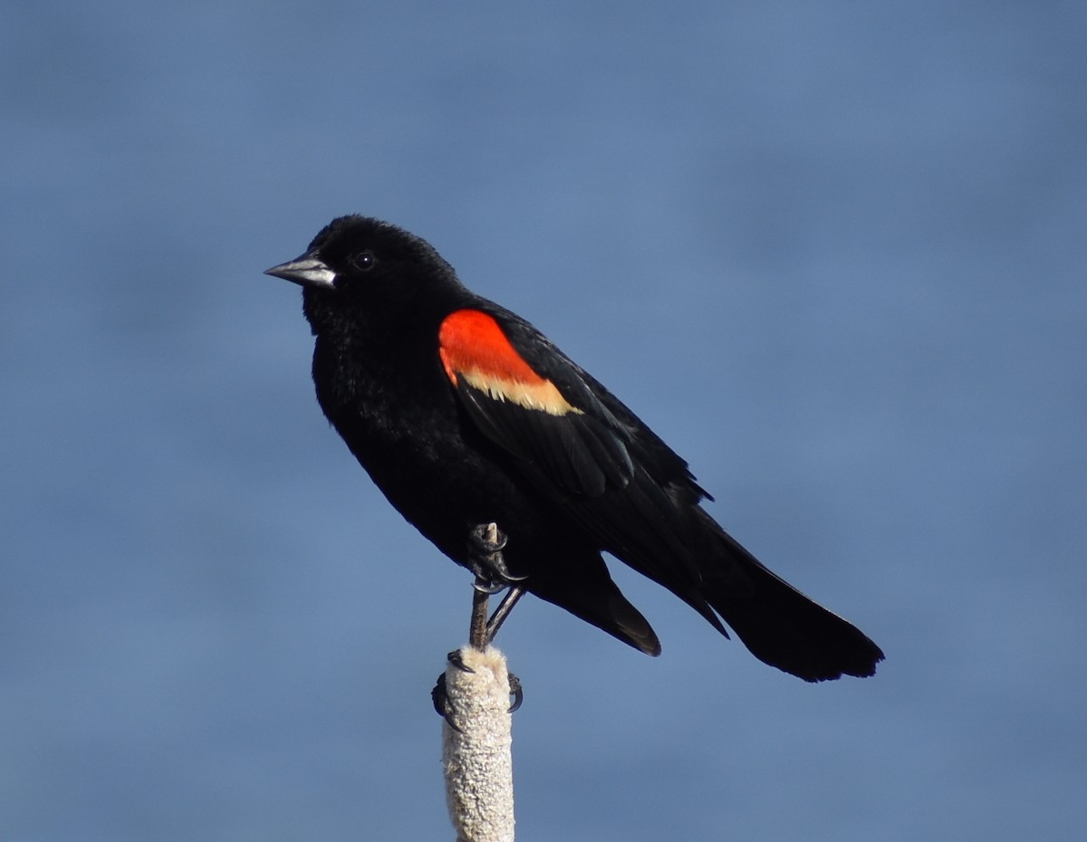 Red-winged Blackbird - ML637446370