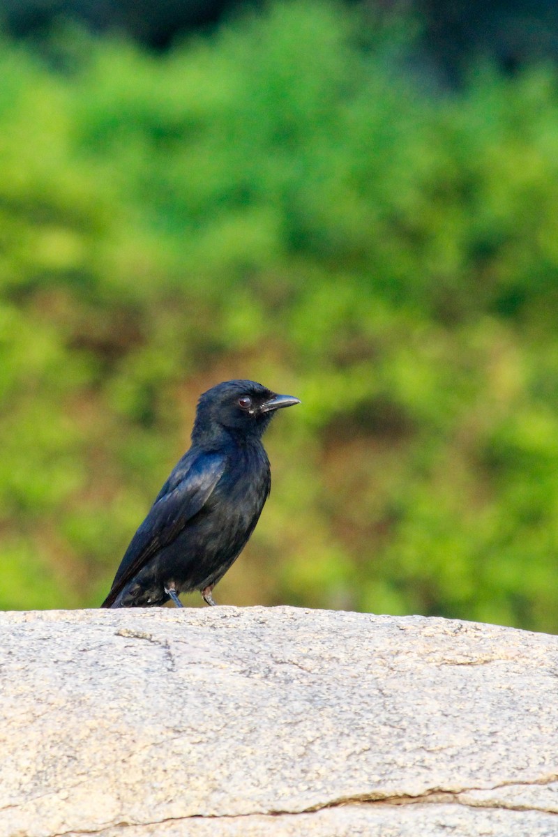 Drongo royal - ML637446505