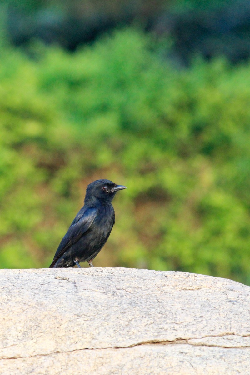 Drongo royal - ML637446506