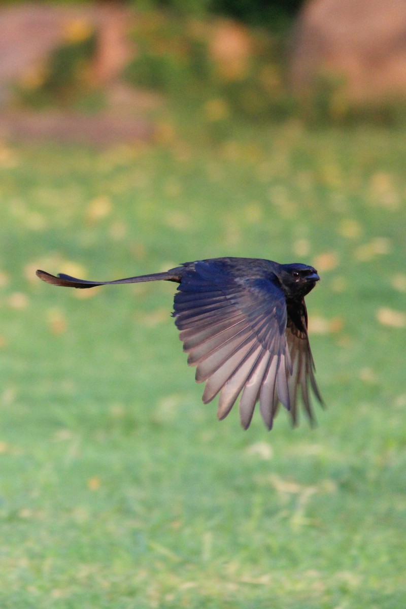 Drongo royal - ML637446507