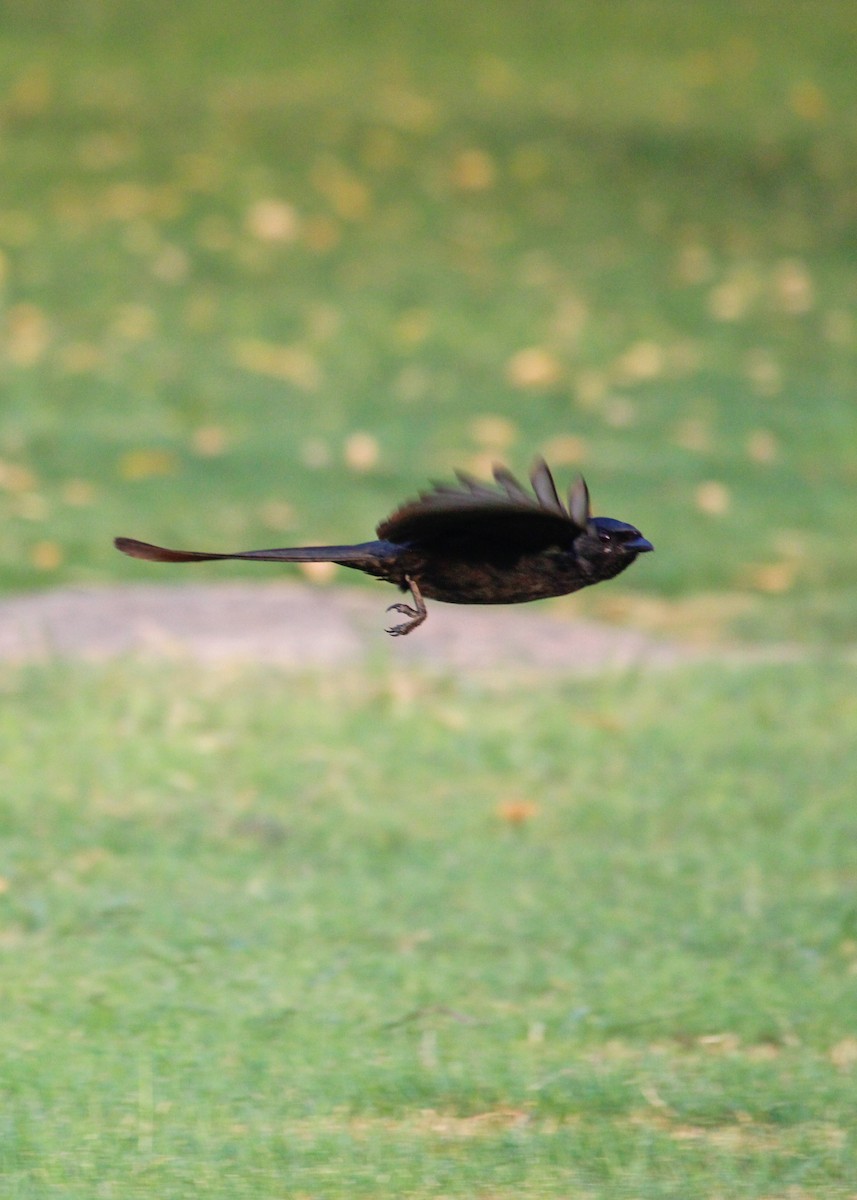 Drongo royal - ML637446508