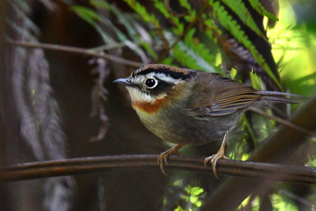 Rufous-throated Fulvetta - ML637446541