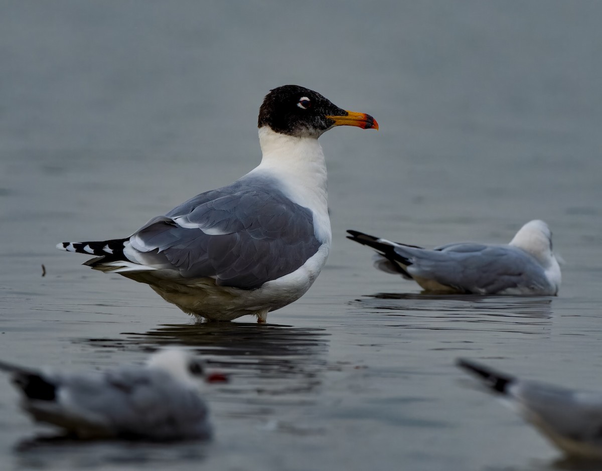 Pallas's Gull - ML637446549