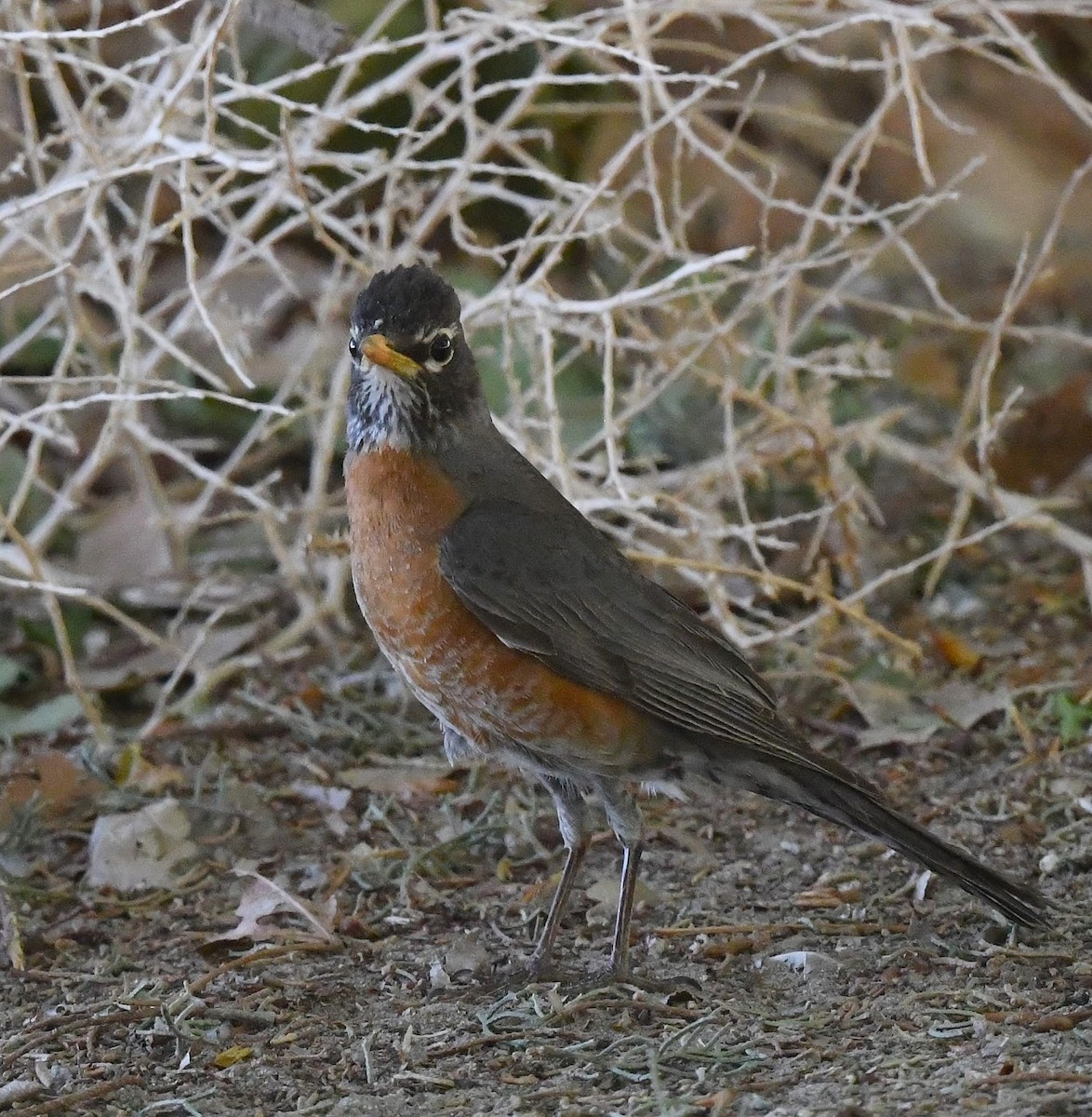 American Robin - ML637446570