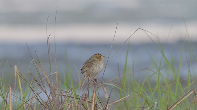 Nelson's Sparrow - ML637446631