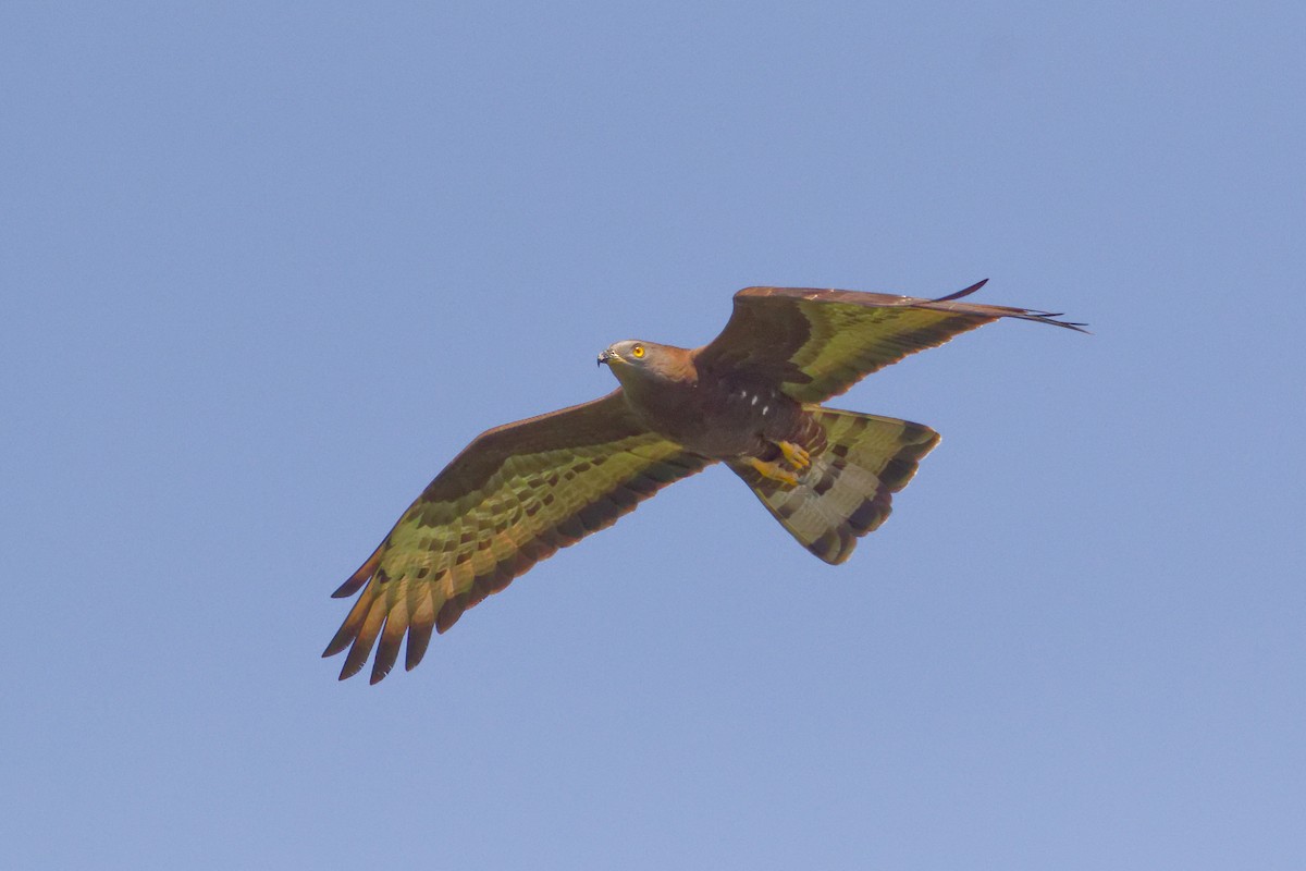 European Honey-buzzard - ML637446634