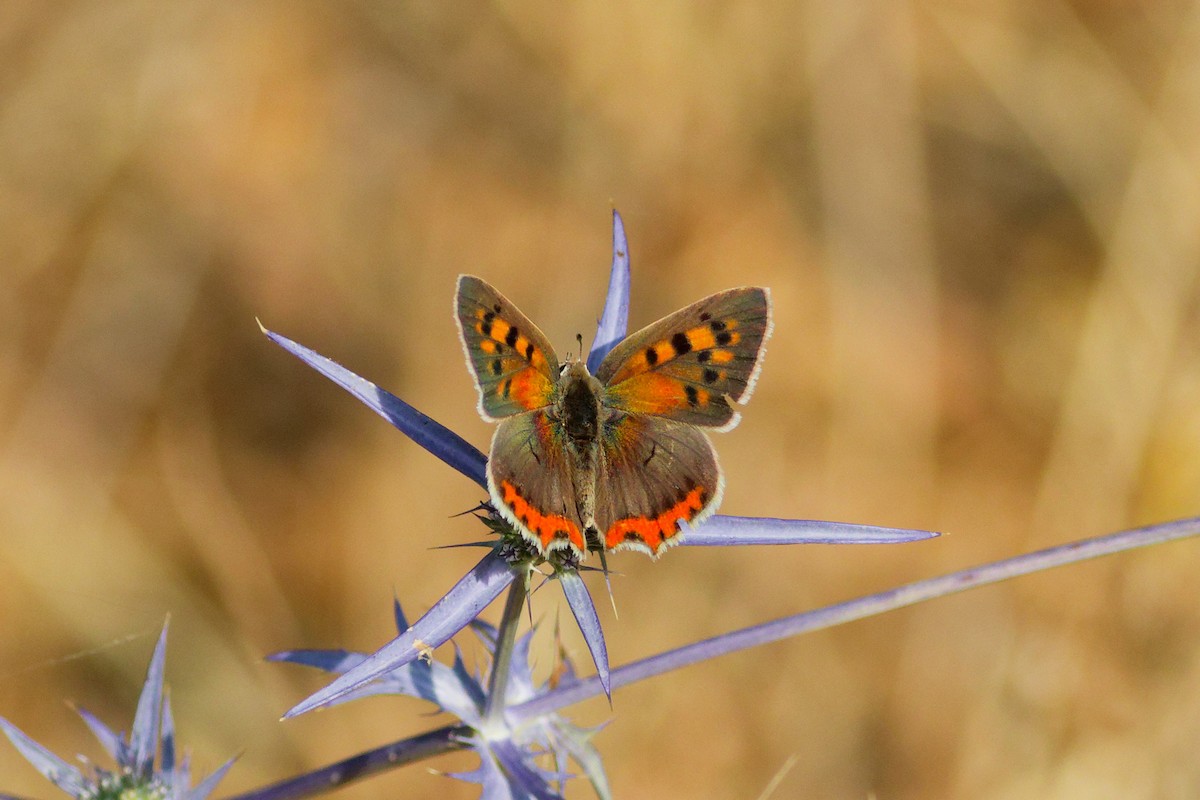 Animals - ML637446654