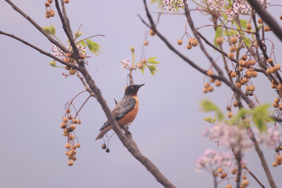 Spot-winged Starling - ML637446666