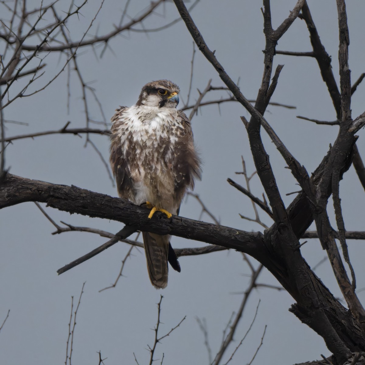 Laggar Falcon - ML637446676