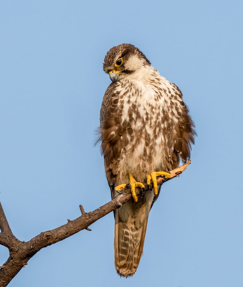Laggar Falcon - ML637446678
