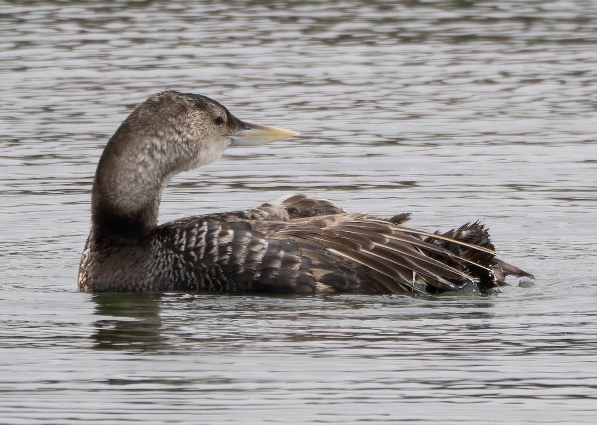 Yellow-billed Loon - ML637446753