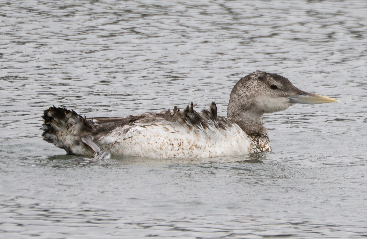 Yellow-billed Loon - ML637446757