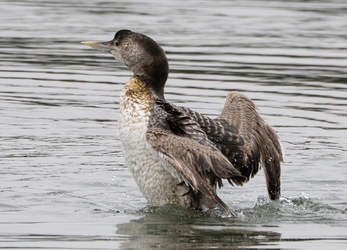 Yellow-billed Loon - ML637446759