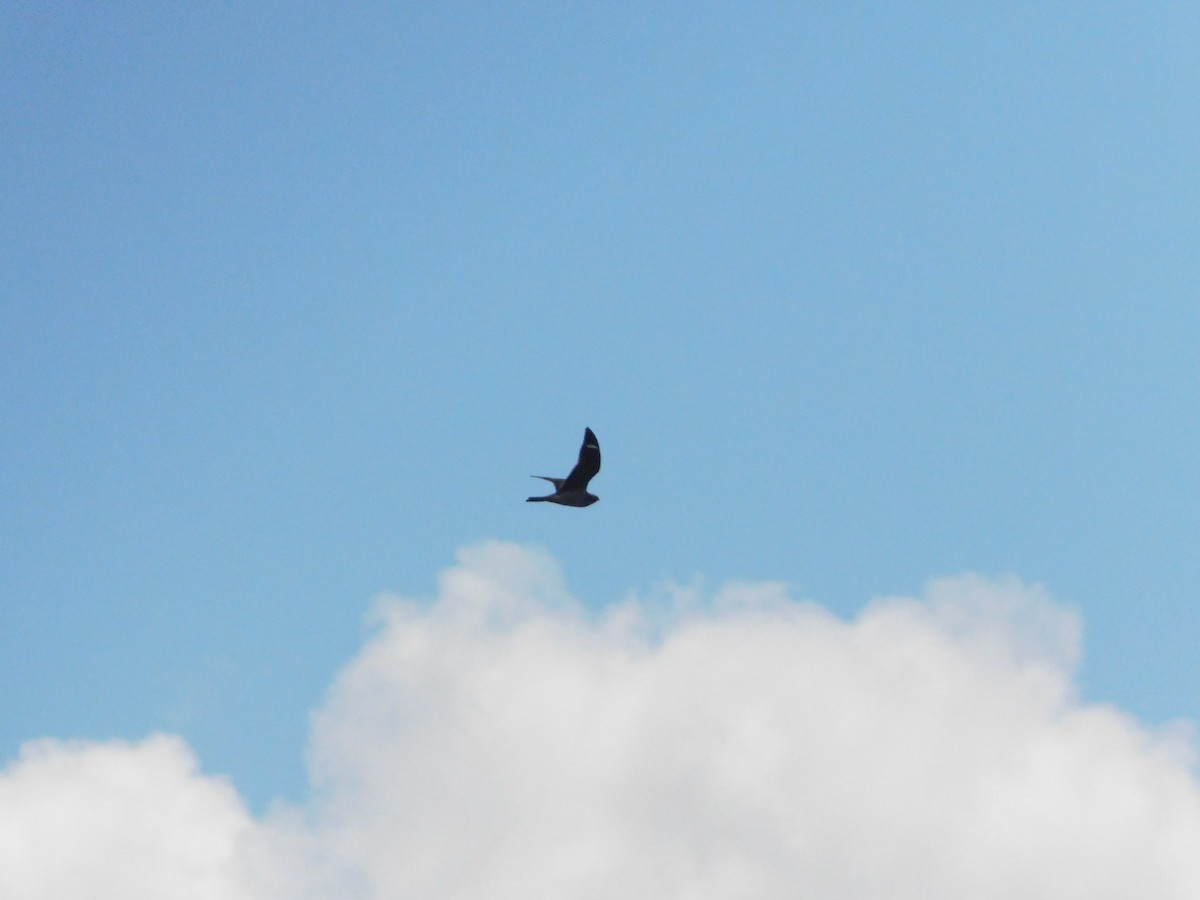 Common Nighthawk - ML637446773