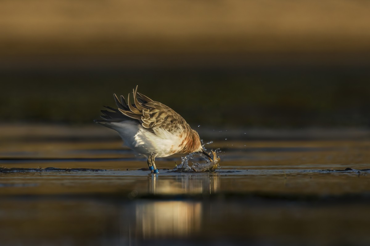Red-breasted Dotterel (Southern) - ML637446781