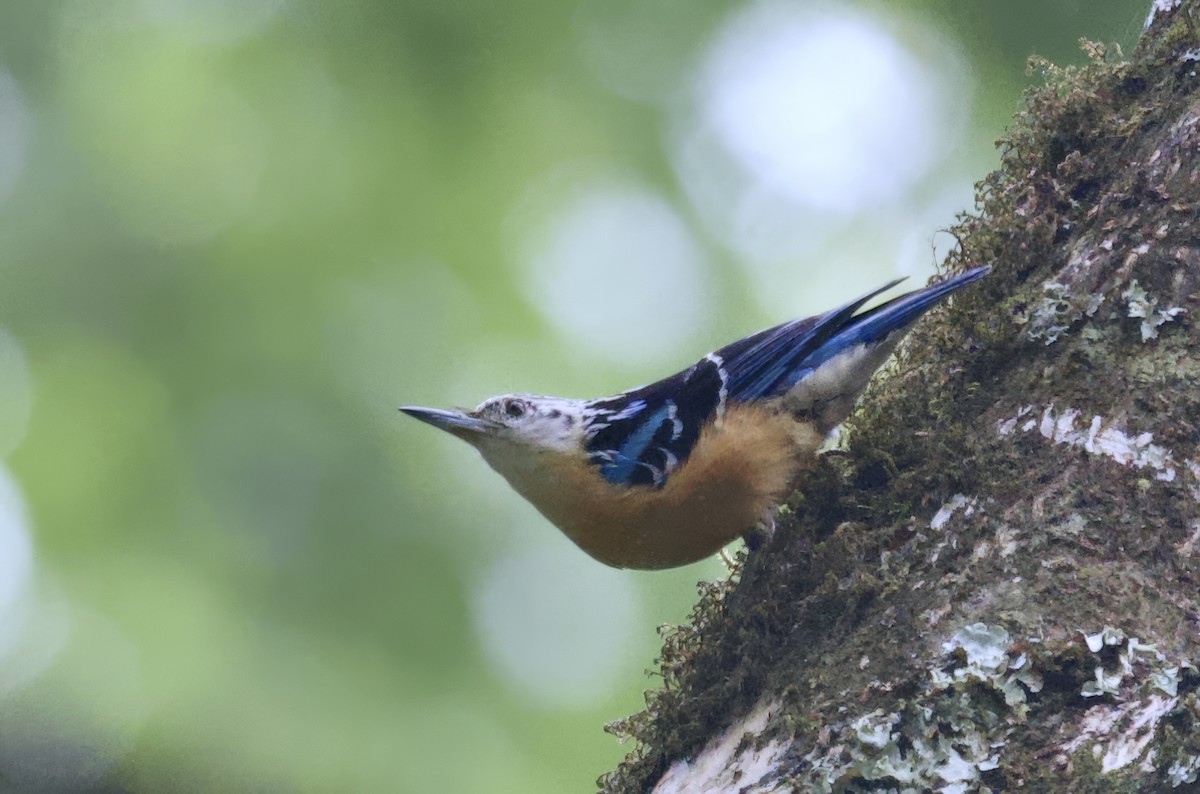 Beautiful Nuthatch - ML637446823