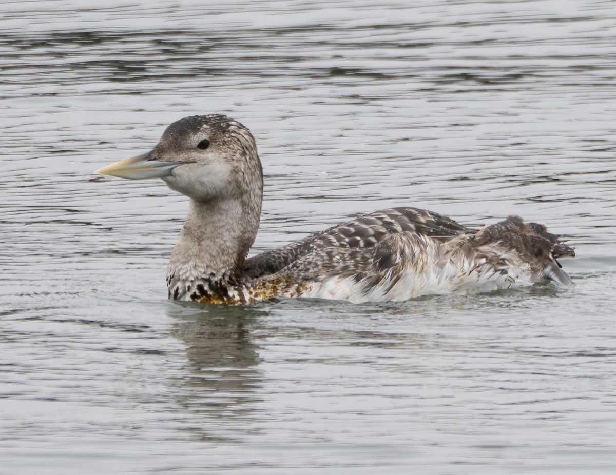 Yellow-billed Loon - ML637446841