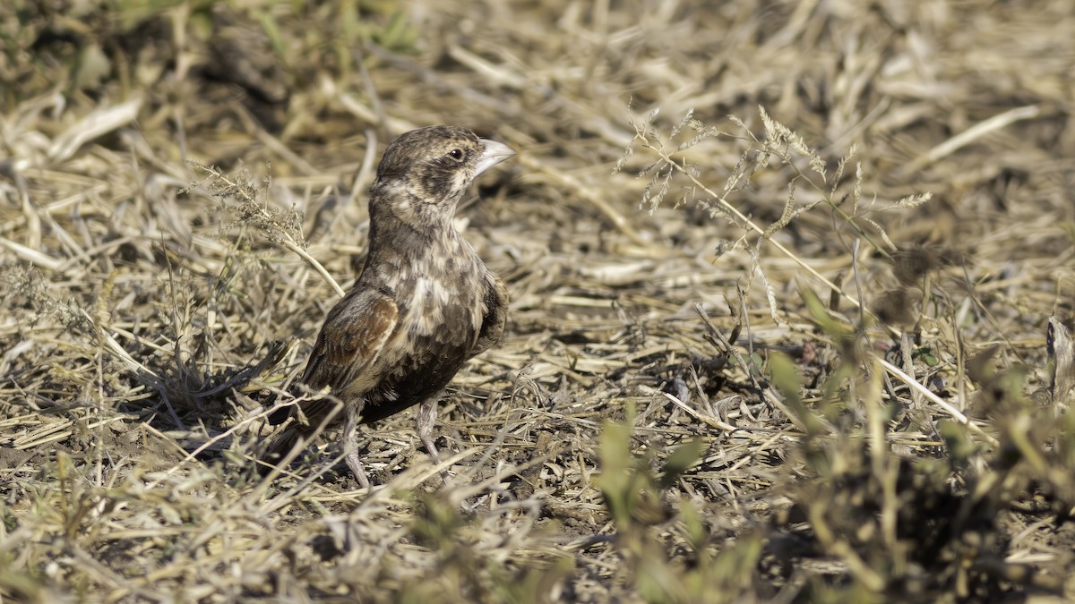 Chestnut-backed Sparrow-Lark - ML637446958