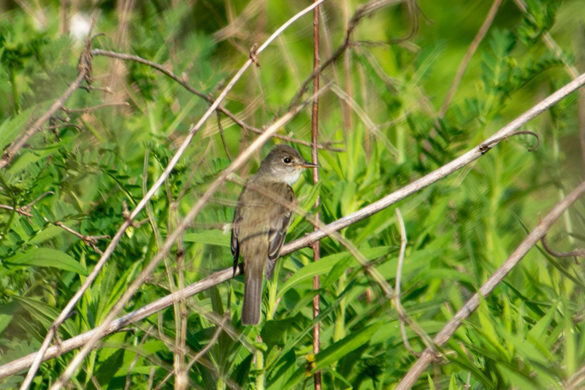 Willow Flycatcher - ML637446992