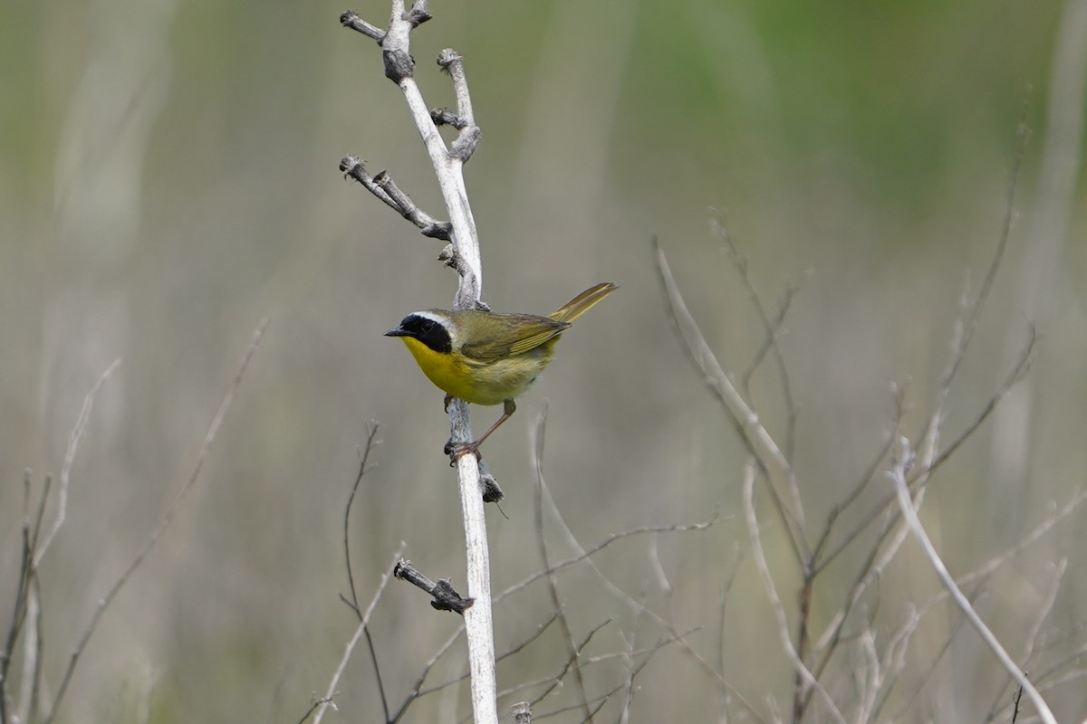 Common Yellowthroat - ML637447062