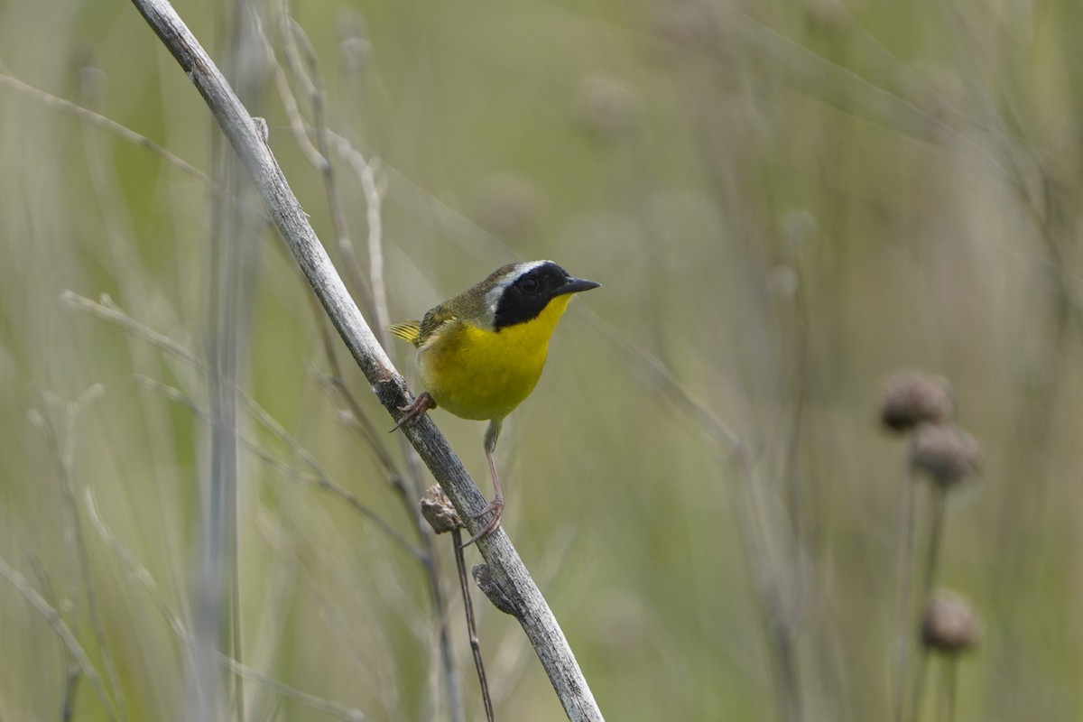 Common Yellowthroat - ML637447063