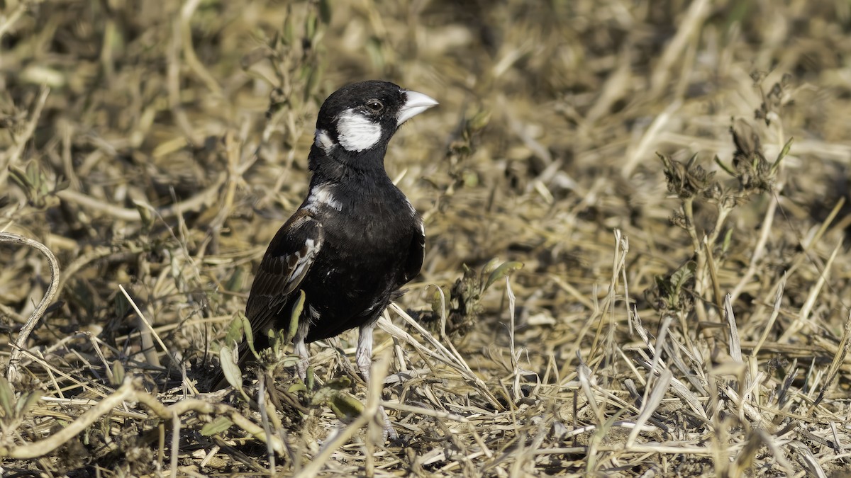 Chestnut-backed Sparrow-Lark - ML637447090