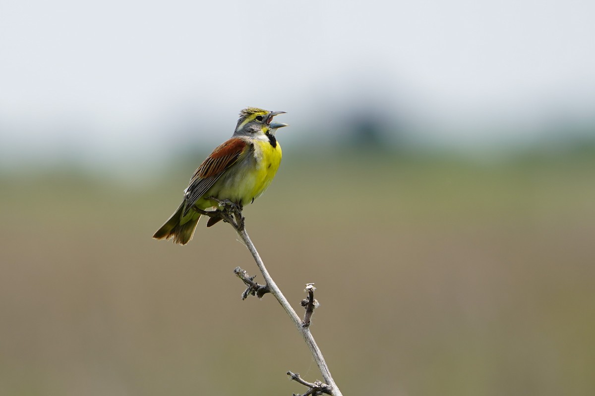 Dickcissel - ML637447103