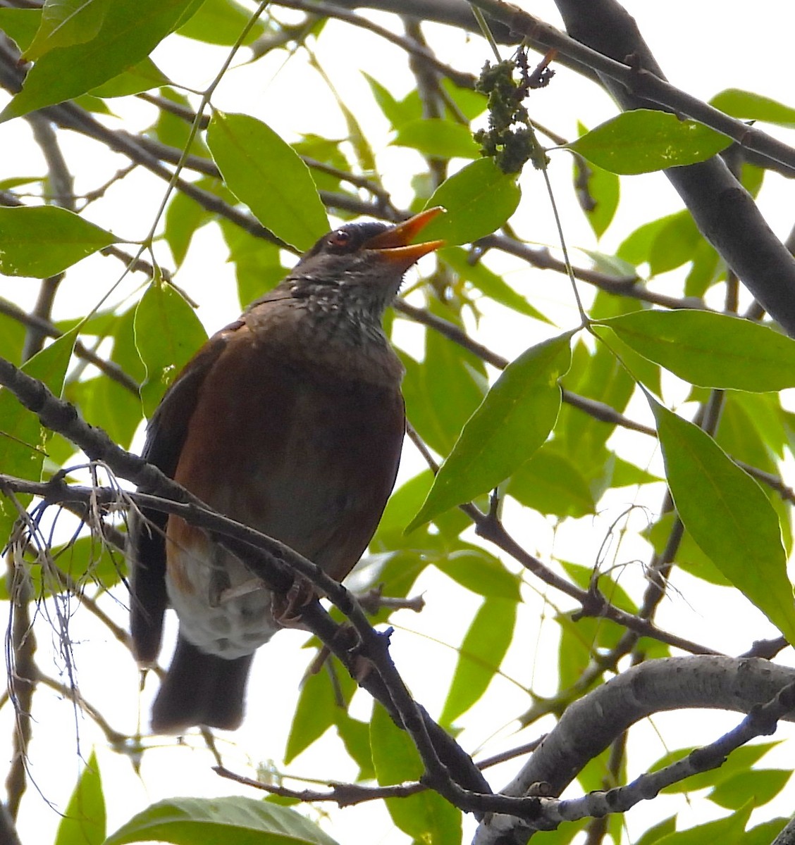 Rufous-backed Robin - ML637447107