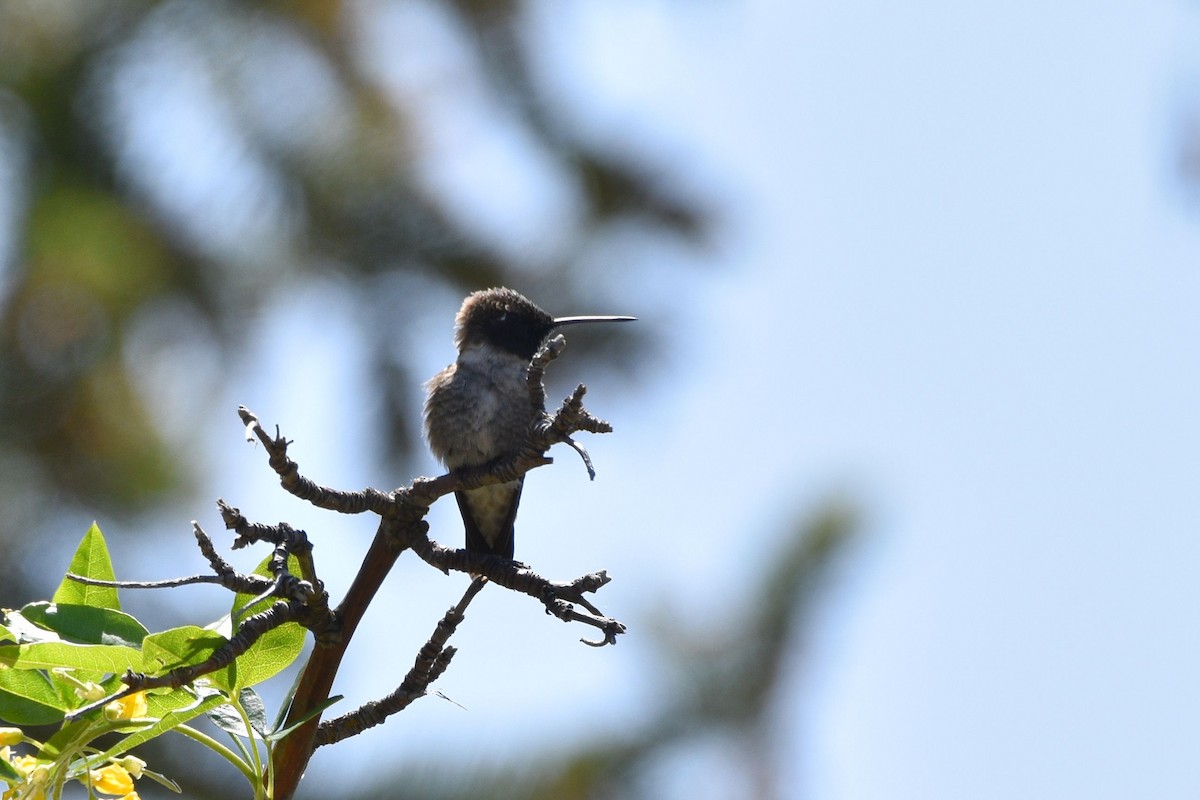 Black-chinned Hummingbird - ML637447110