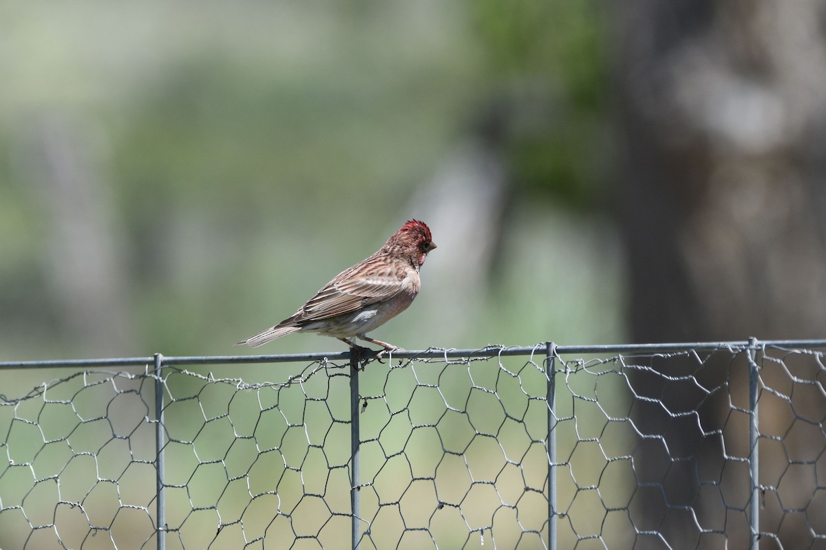 Cassin's Finch - ML637447118