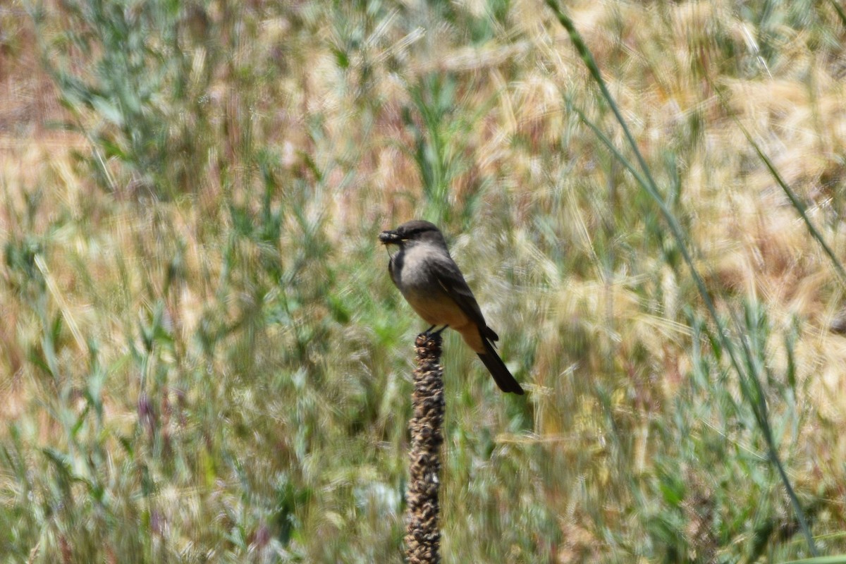 Say's Phoebe - ML637447119