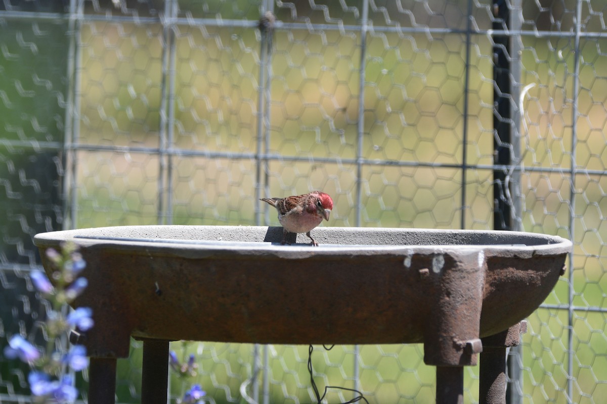 Cassin's Finch - ML637447120