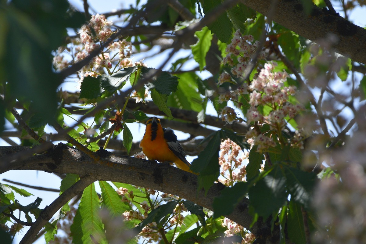 Bullock's Oriole - ML637447121