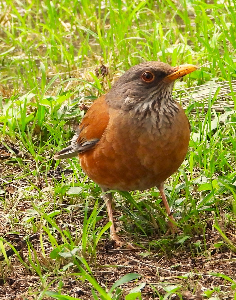 Rufous-backed Robin - ML637447134