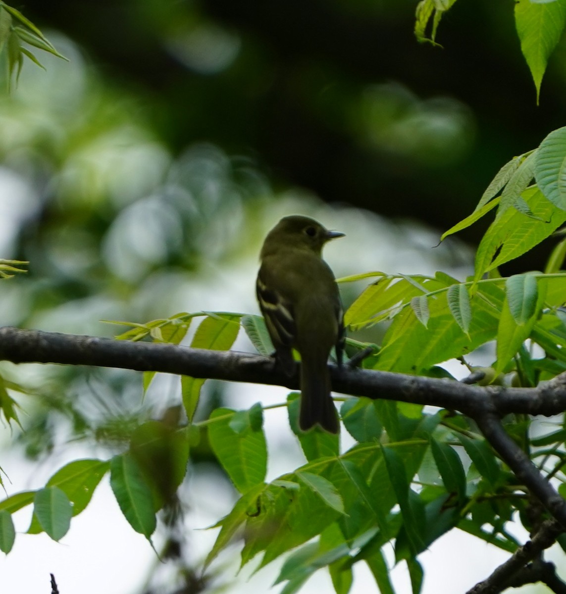 Yellow-bellied Flycatcher - ML637447139