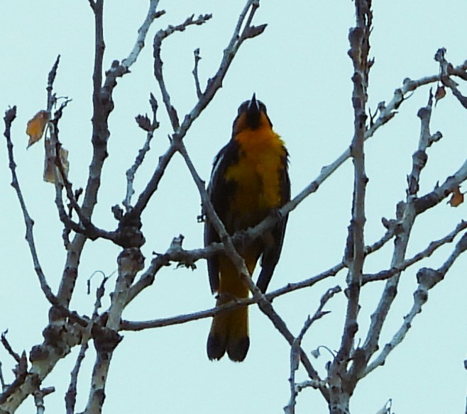 Black-backed Oriole - ML637447159