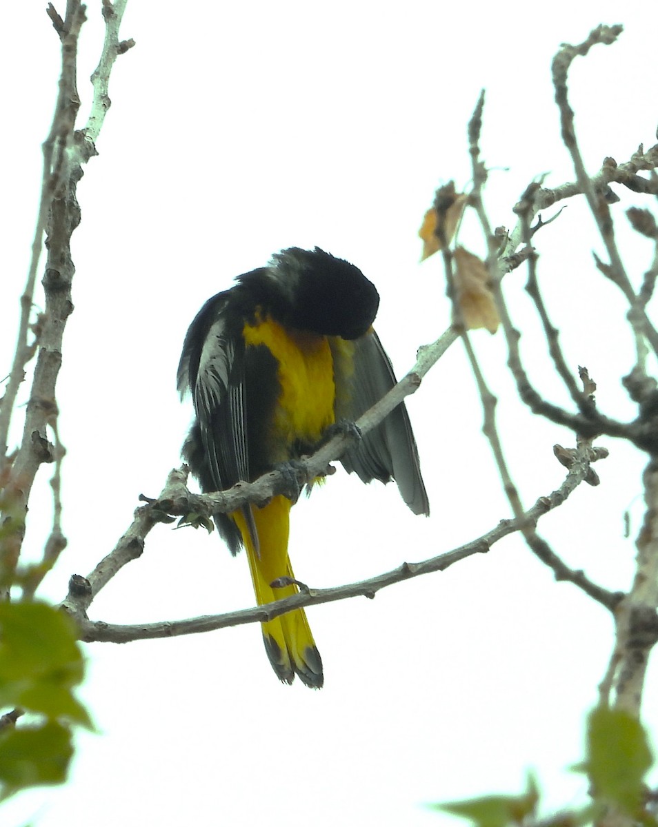 Black-backed Oriole - ML637447160