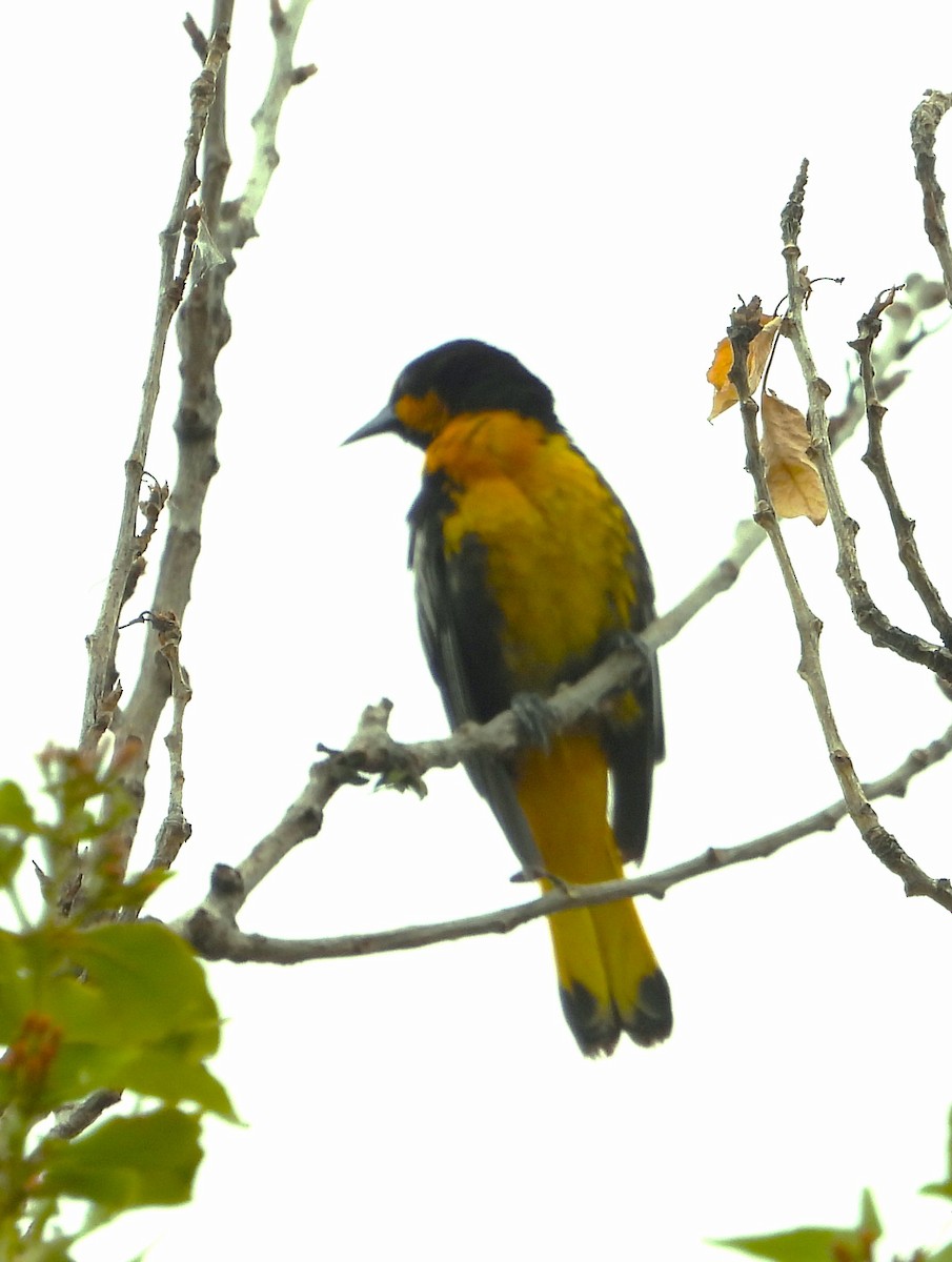 Black-backed Oriole - ML637447161