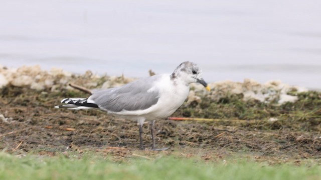 Sabine's Gull - ML637447169