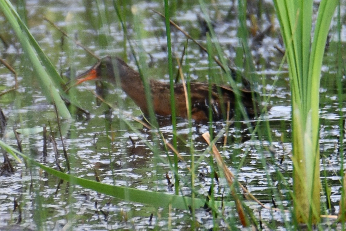 Virginia Rail - ML637447181