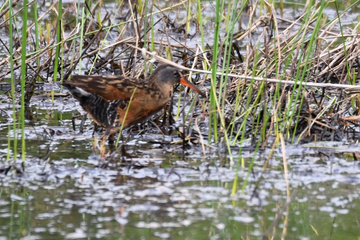 Virginia Rail - ML637447182